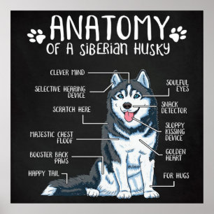 Poster Anatomy Siberian Husky