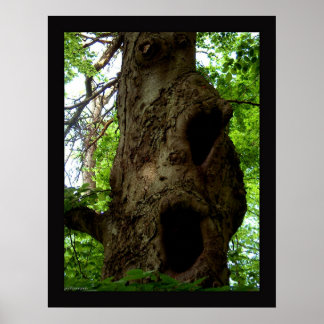 Poster Ancien arbre