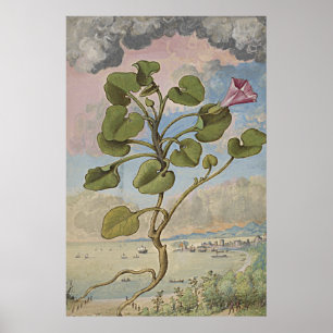 Poster Ancien Bindweed Coastal