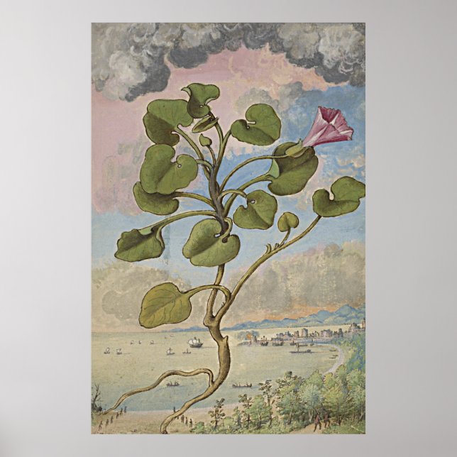 Poster Ancien Bindweed Coastal (Devant)