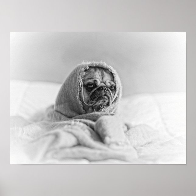 Poster Ancien Carlin (Devant)