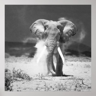 Poster Ancien éléphant