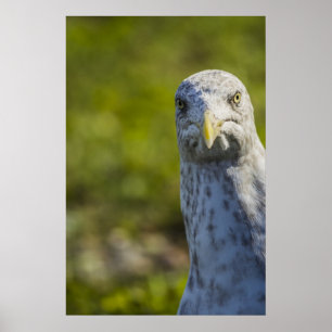 Poster Ancien Mouette Cranky (Ajouter Votre Propre Texte)