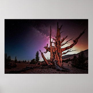 Poster Ancien pin de Bristlecone et Voie Lactée