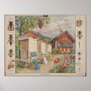 Poster Ancienne carte murale des écoles suédoises - Abeil