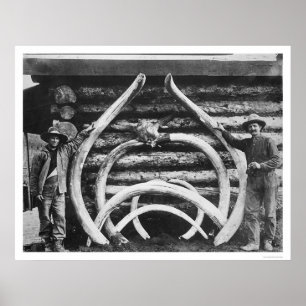 Poster Ancient Mastodon Bones Alaska 1908