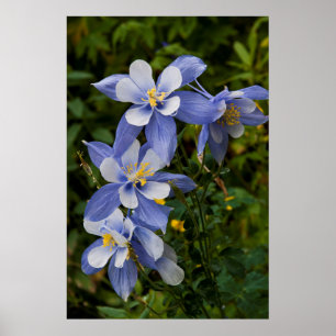 Poster Ancolie bleue du Colorado près de Telluride Colora