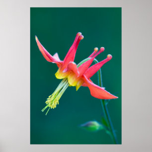 Poster Ancolie rouge