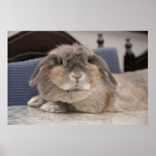Poster Andorre le lapin : Chillaxage