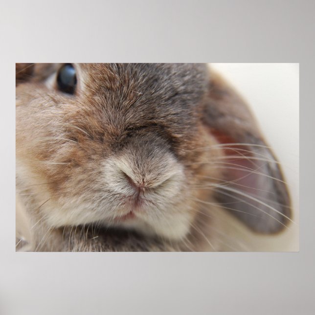 Poster Andorre le lapin : Regarder (Devant)