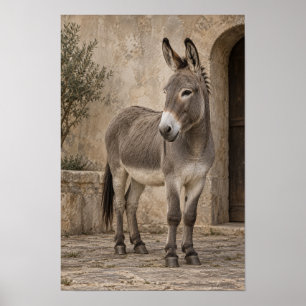 Poster Âne gris dans une cour en pierre rustique décorati
