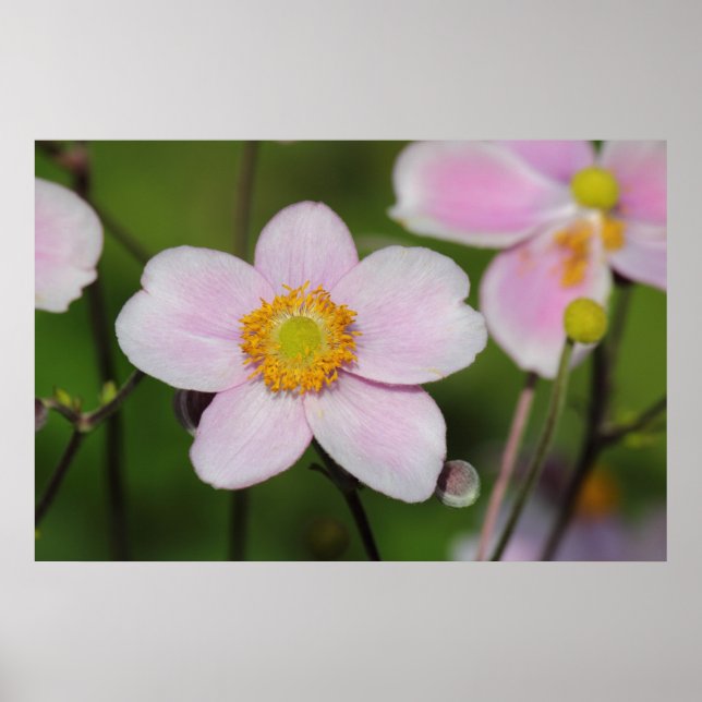 Poster Anémon rose (Devant)