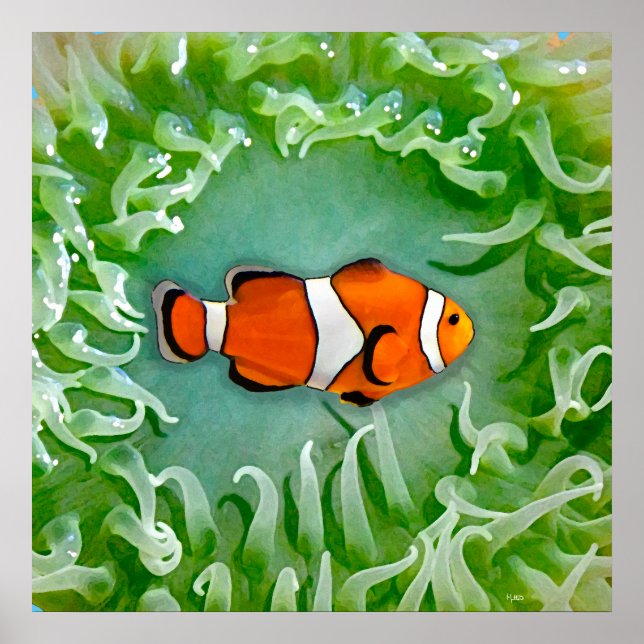 Poster Anémone (Devant)