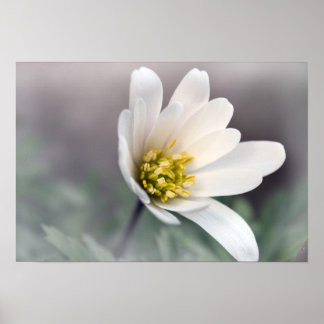 Poster Anémone blanc