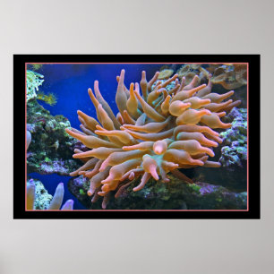 Poster Anémone de mer