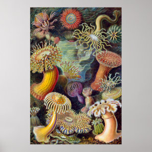 Poster Anémone de mer Nature scientifique Océan