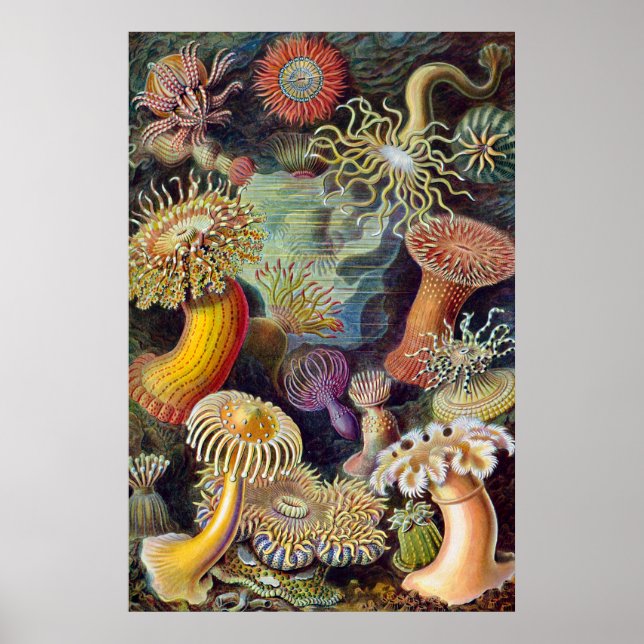 Poster Anémone de mer Nature scientifique Océan (Devant)