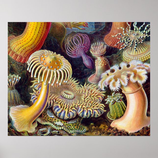 Poster Anémone de mer Nature scientifique Océan (Devant)