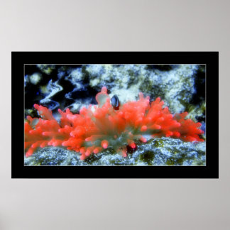 Poster Anémone de néon rouge avec effet filtre d'embellis