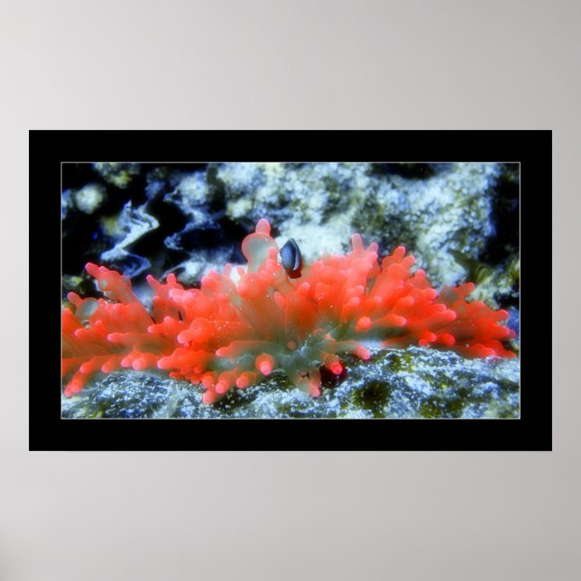 Poster Anémone de néon rouge avec effet filtre d'embellis (Devant)