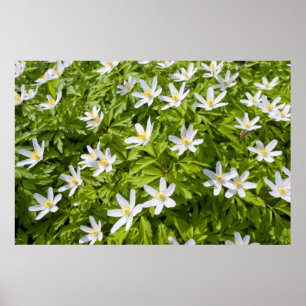 Poster Anémone des bois