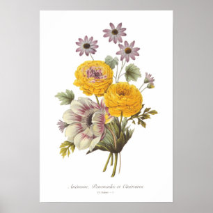 Poster Anémone et Ranunculus