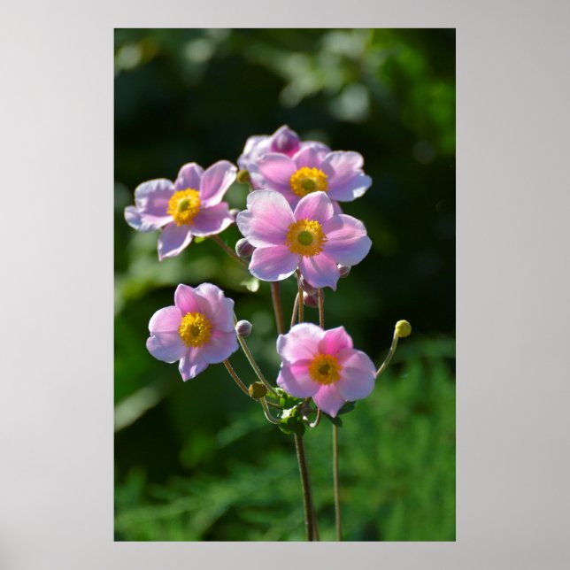 Poster Anemone Japonaise fleurit rose dans le jardin, gro (Devant)