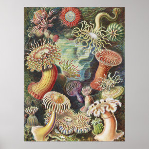 Poster Anémones de mer, Actiniae Seeanemonen Ernst Haeck