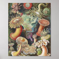 Anémones de mer, Actiniae Seeanemonen Ernst Haecke
