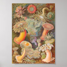 Anémones de mer d'Actiniae (Ernst Haeckel)