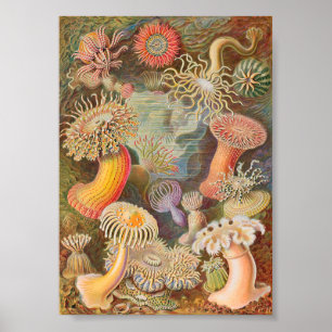 Poster Anémones de mer d'Actiniae (Ernst Haeckel)