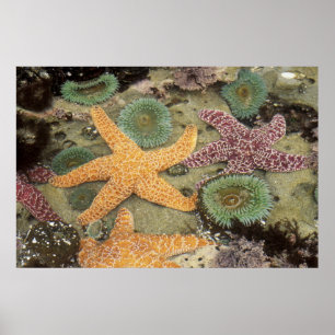 Poster Anémones géantes vertes et étoiles de mer ocre