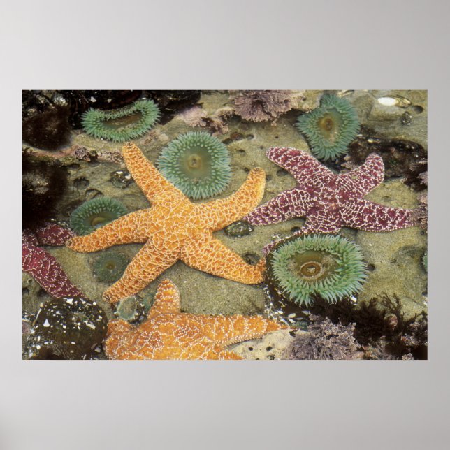 Poster Anémones géantes vertes et étoiles de mer ocre (Devant)