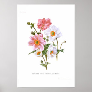 Poster Anémones japonais