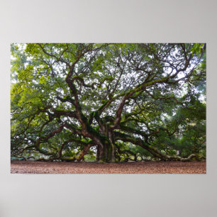 Poster Angel Oak sur l'île Johns, Caroline du Sud