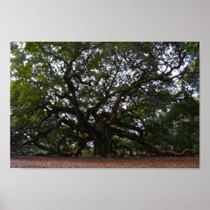 Poster Angel Oak sur l'île John's, Caroline du Sud