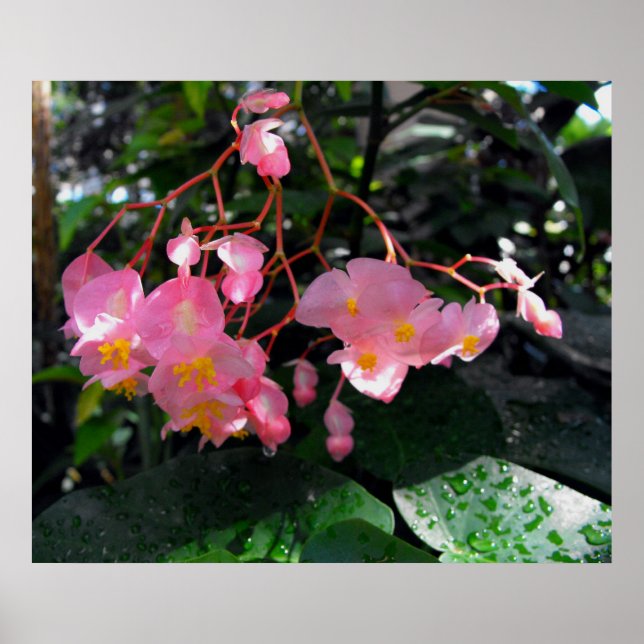 Poster Angel Wing Begonias (Devant)