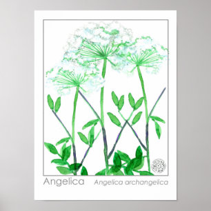 Poster Angelica Fleurs blanches Plante de Herbes médicina