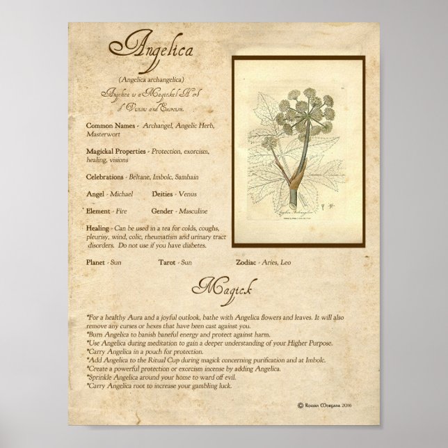 POSTER ANGELICA MAGICK HERB (Devant)