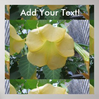 Poster Anges Trumpet Golden Jaune Fleur
