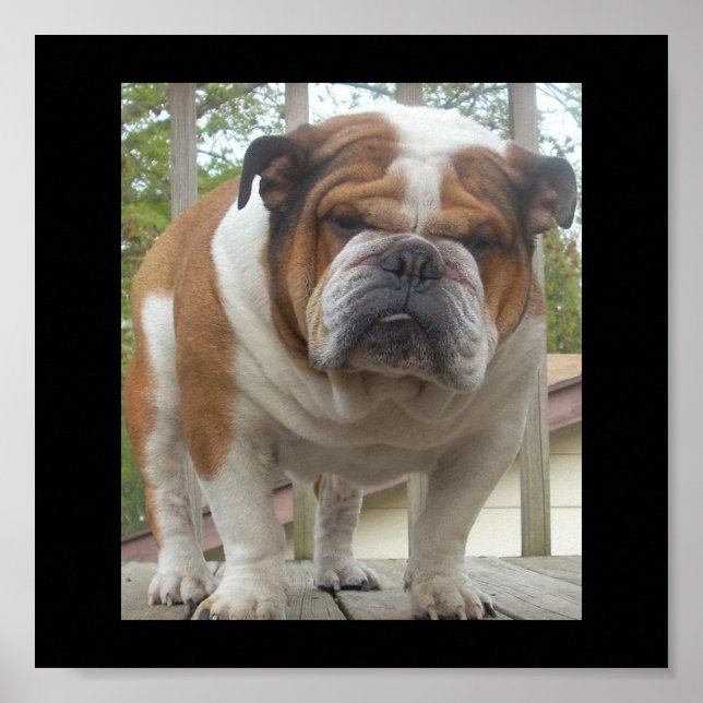 Poster anglais Bulldog (Devant)