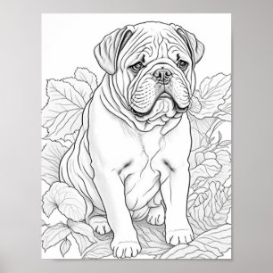 Poster Anglais Bulldog Adult Coloration