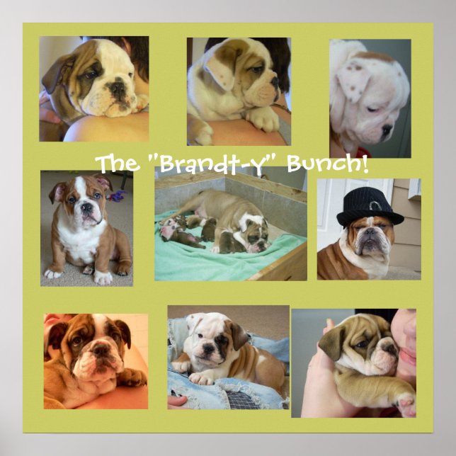 Poster anglais Bulldog Puppies (Devant)