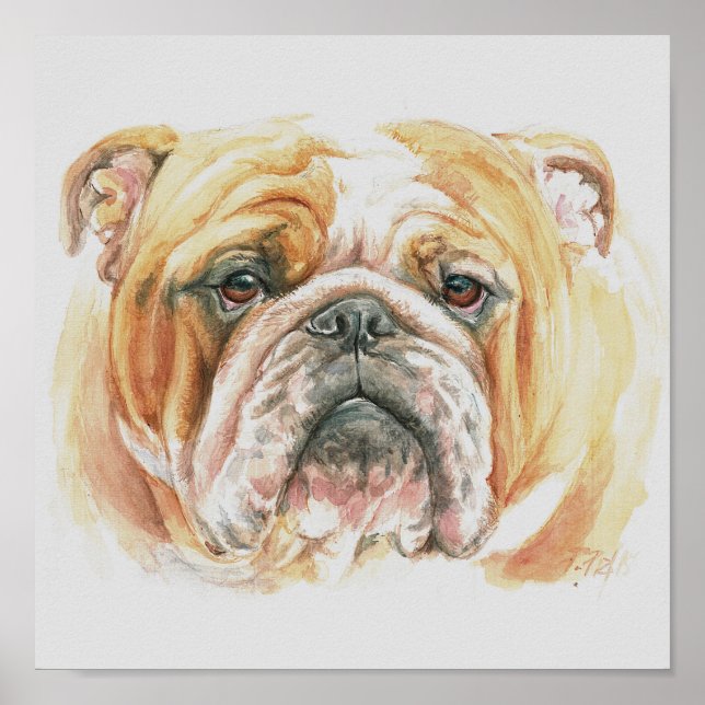 Poster Anglais Bulldog visage aquarelle (Devant)