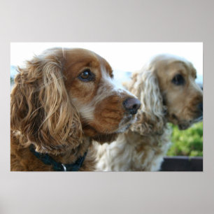 Poster anglais Cocker Spaniel Dog