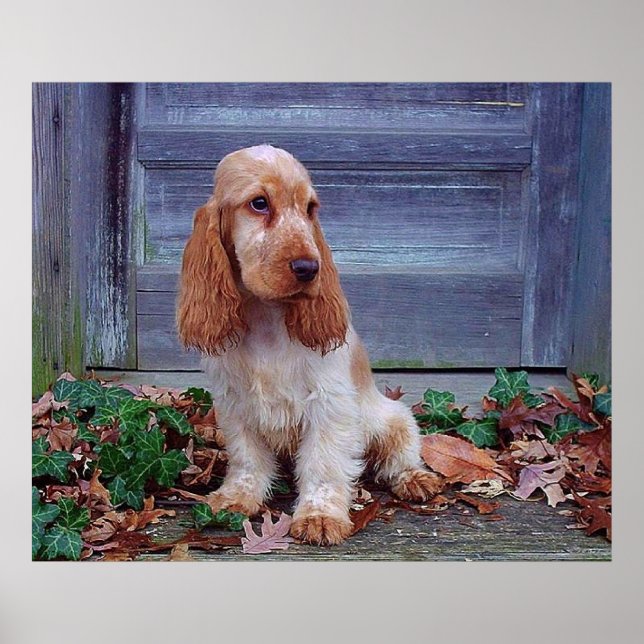Poster Anglais Cocker Spaniel Print (Devant)