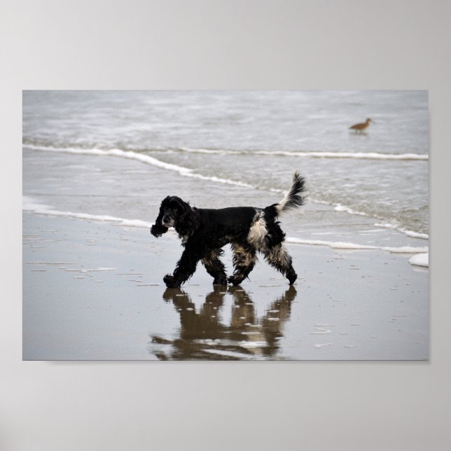 Poster Anglais Cocker Spaniel sur la plage (Devant)