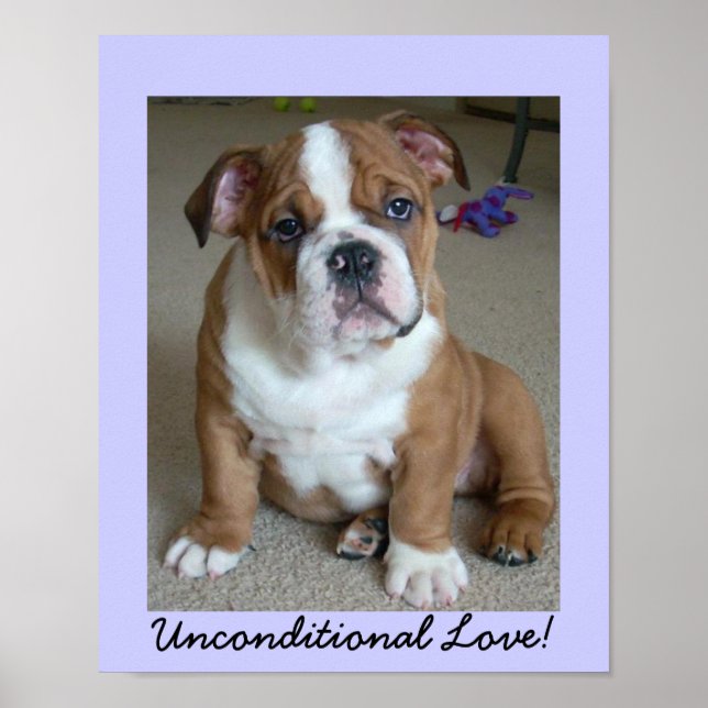 POSTER Anglais de chiot Bulldog (Devant)
