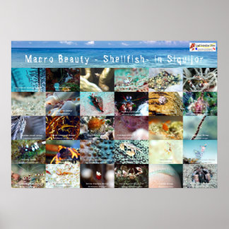 Poster Anglais : Macro Beauté - Coquillages - en Siquijor