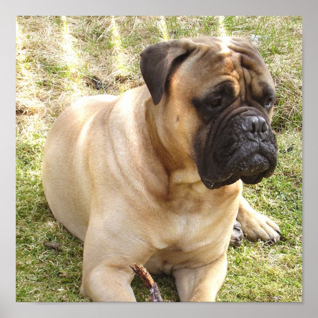 Poster anglais Mastiff (Devant)